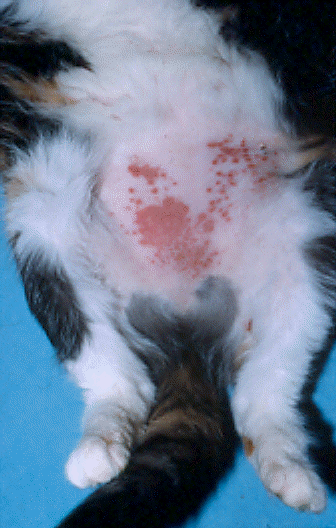 Atopic dermatitis Tummy